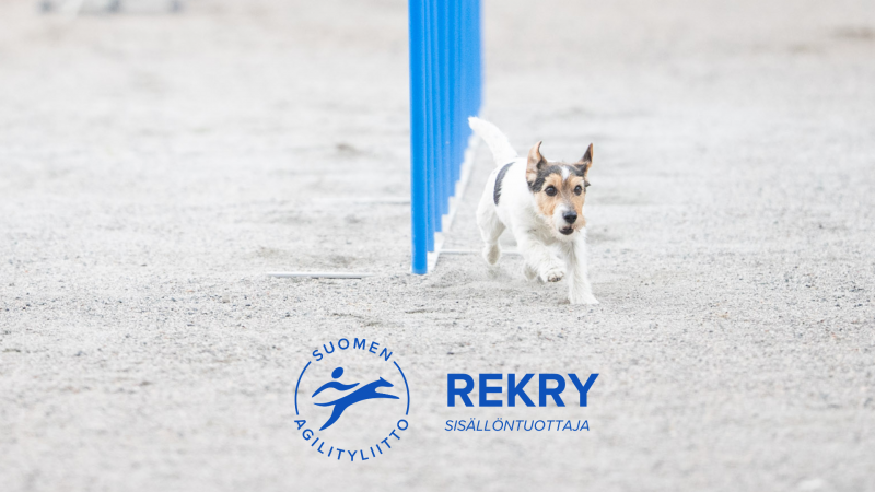 Kuva: Jukka Pätynen / Koirakuvat.fi
